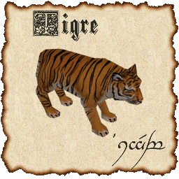 Tigre *